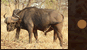 Buffalo