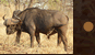 Buffalo