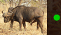 Buffalo