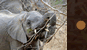 Young Elephant Eating