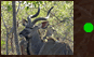 Kudu Horns