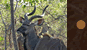 Kudu Horns