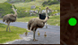 Ostrich