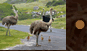 Ostrich