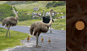 Ostrich