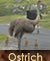 Ostrich