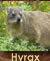 Hyrax