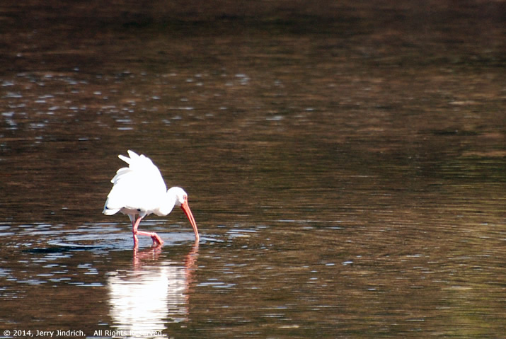 ibis floatie