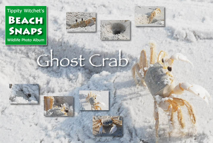 hana hsu and the ghost crab nation hana hsu and the ghost crab nation