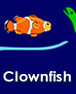 Clown Fish Video
