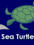 Sea Turtle Video