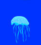 Jellyfish Video