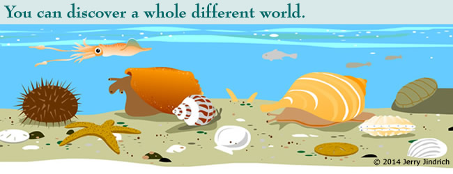 Some Amazing Facts about Seashells